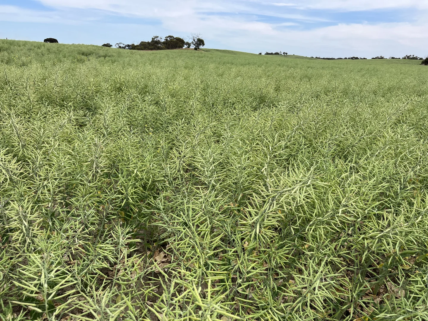 Additional image 6 of 2117 Senior Road, Senior SA 5268