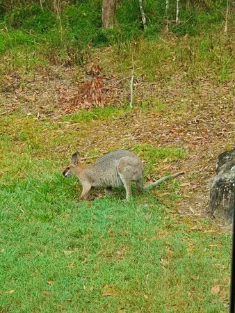 Additional image 33 of 21-29 Fryar Road, Logan Village QLD 4207