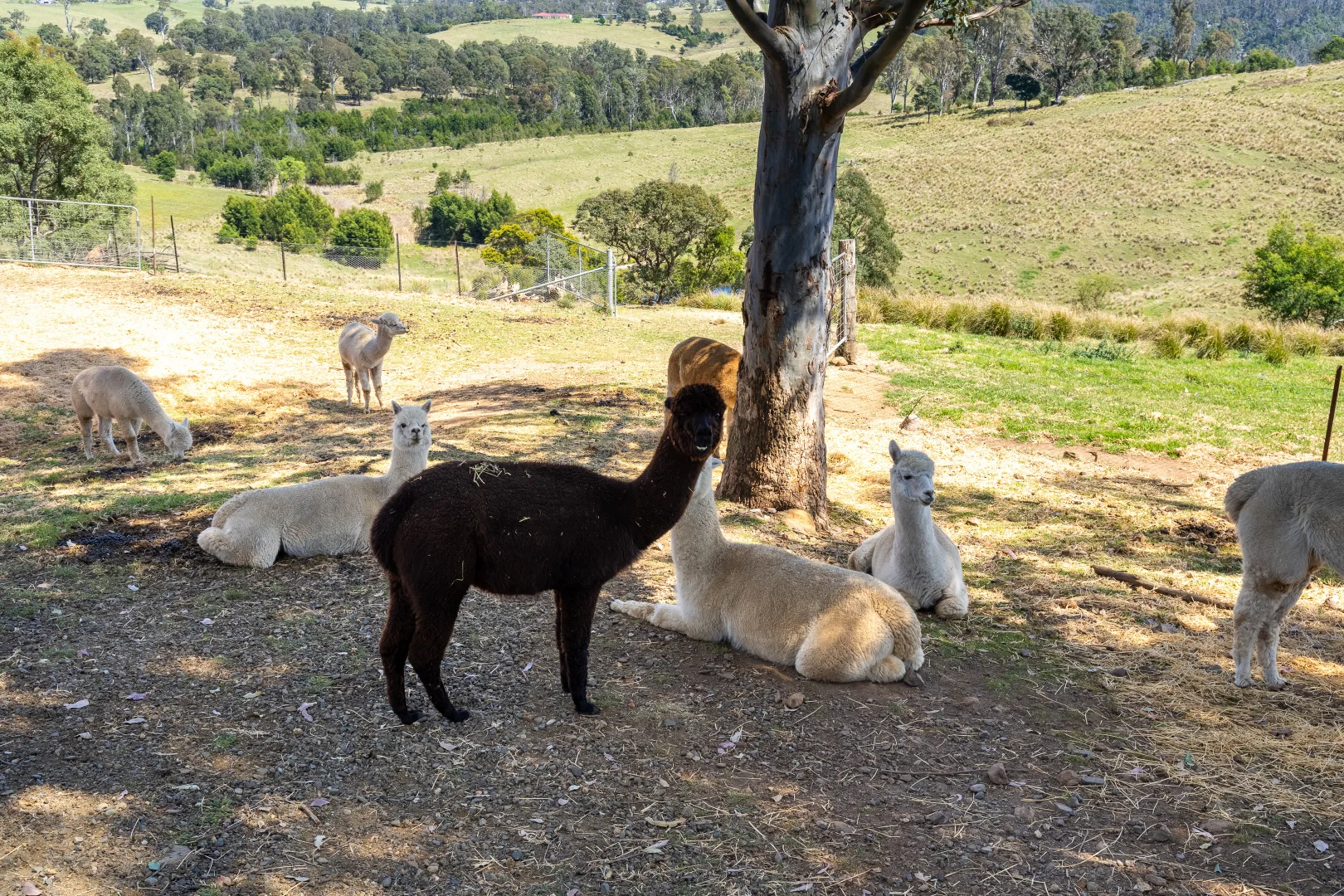 Additional image 15 of 49 Quinlans Road, Verona NSW 2550