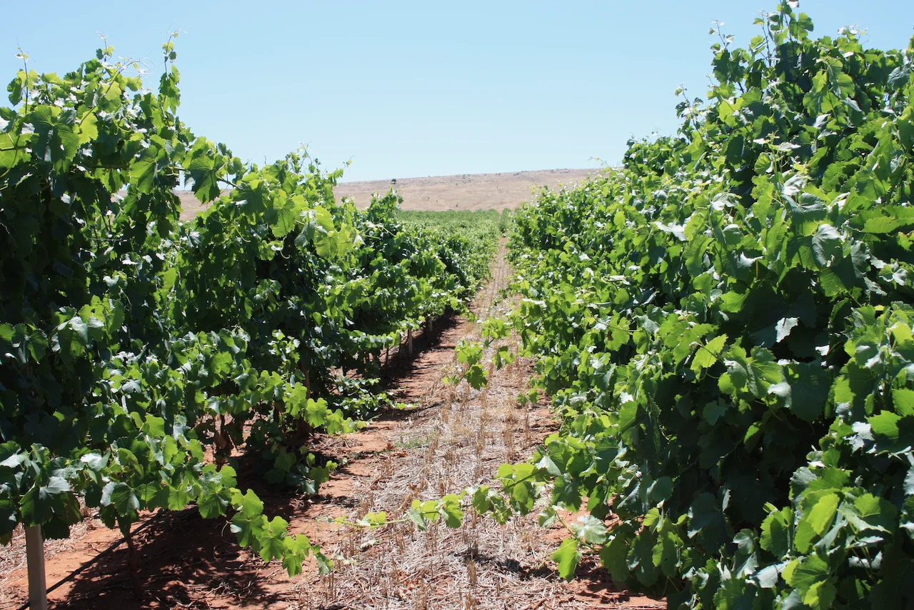 Additional image 12 of Lot 20 Spring Farm Road, Spring Farm SA 5453