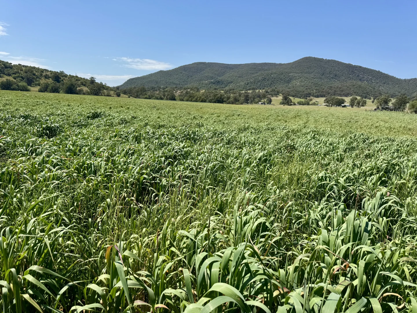 Additional image 37 of "Gap View" Wells Gully Road, Muswellbrook NSW 2333