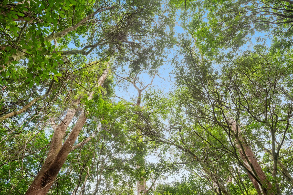 Additional image 7 of 5 Banksia Road, Springbrook QLD 4213