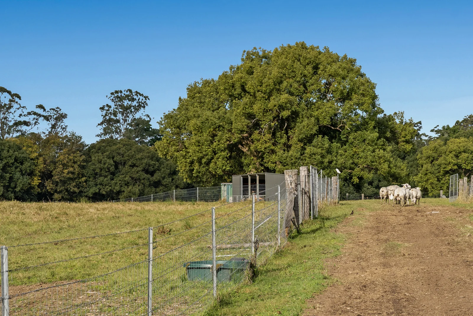 Additional image 81 of 19 Lacey Lane, Yandina QLD 4561