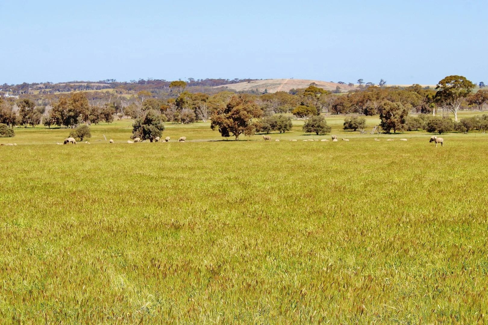 Additional image 28 of 256 WAGIN-DUMBLEYUNG ROAD, Wagin WA 6315