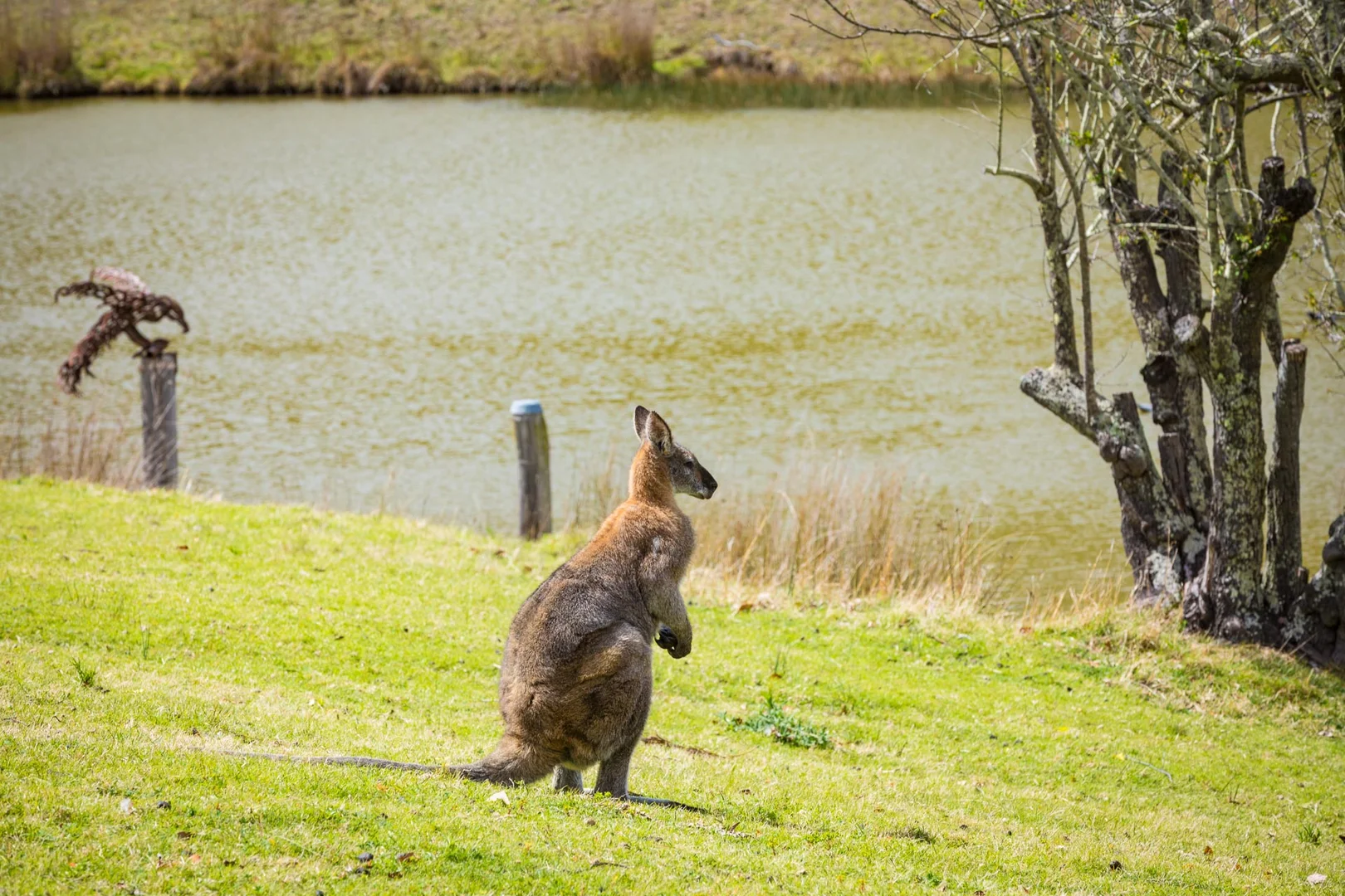 Additional image 10 of 1838 Big Jack Mountain Road, Rocky Hall NSW 2550