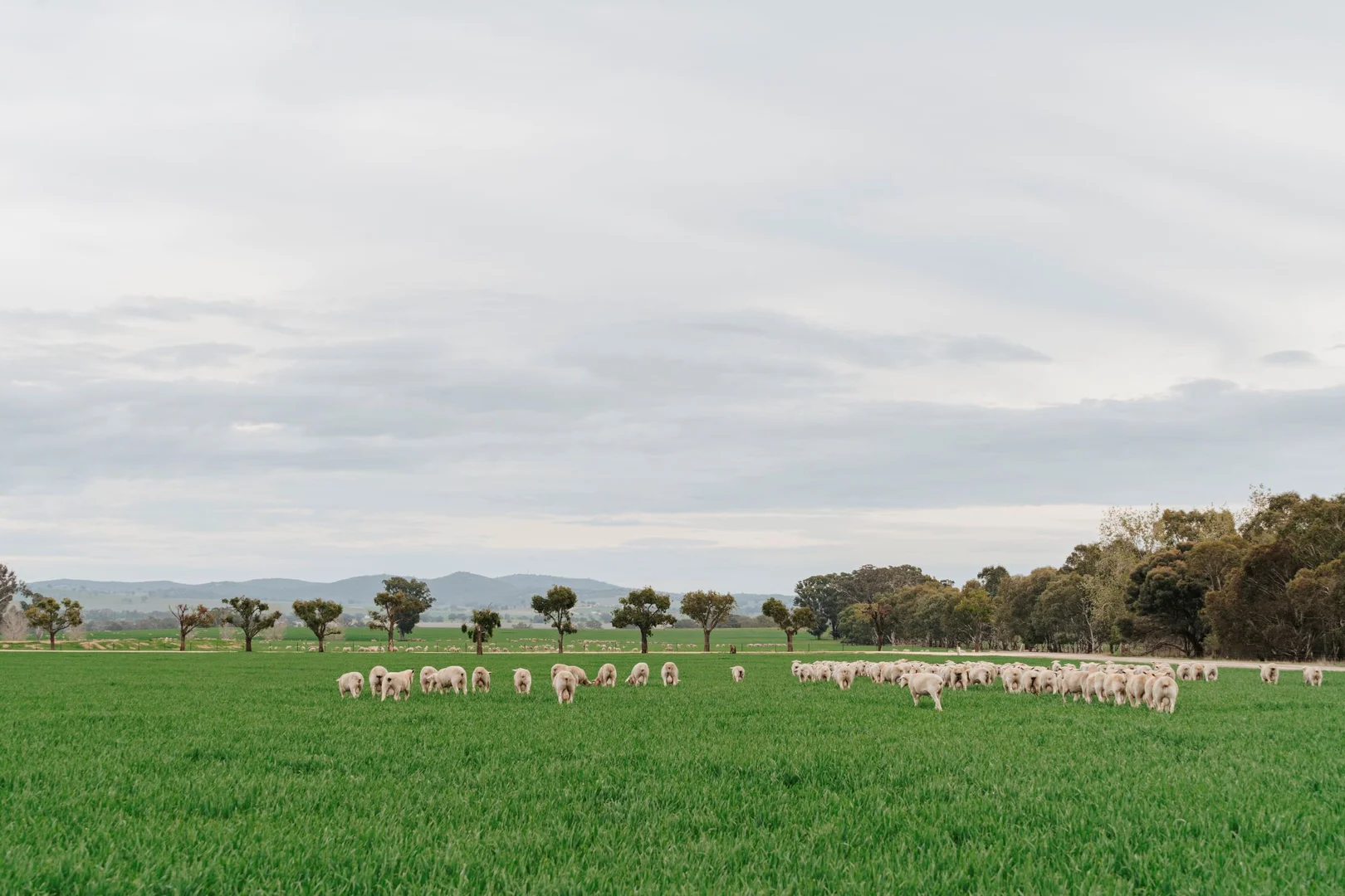 Additional image 14 of 1679 Stockinbingal Road, Cootamundra NSW 2590