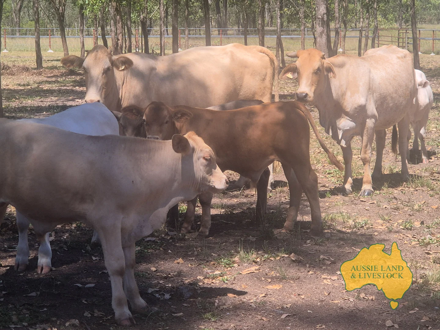 Additional image 57 of 43 & 50, . Kalliwa Road, Mingo QLD 4625