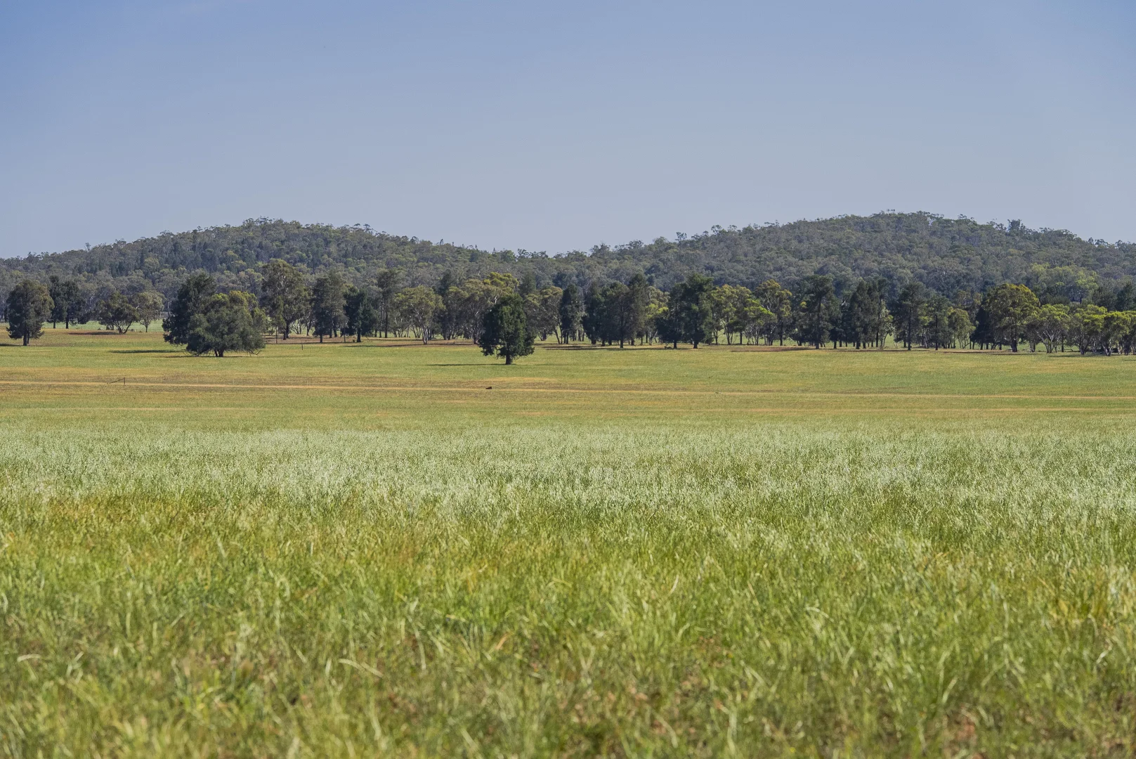Additional image 12 of 3356 Mid Western Highway, North Yalgogrin NSW 2671