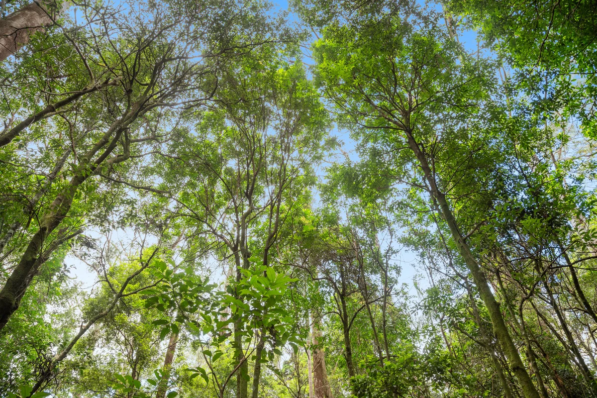 Additional image 9 of 5 Banksia Road, Springbrook QLD 4213