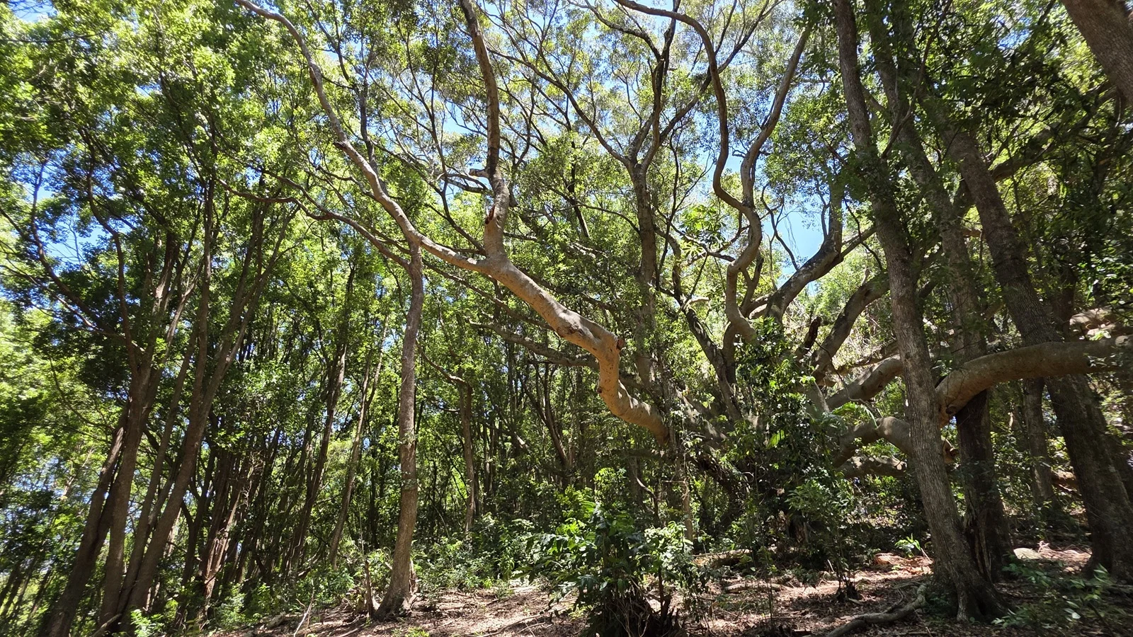 Additional image 4 of 70 North Teven Road, Teven NSW 2478