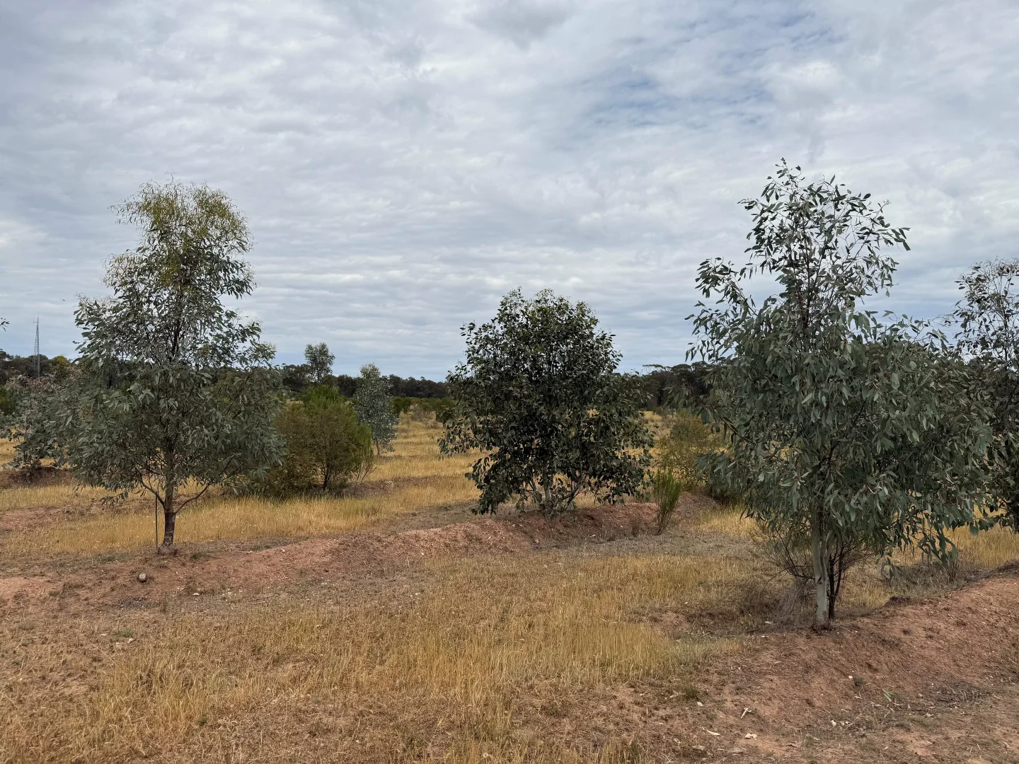 Additional image 9 of 'The Backwoods' 1054 Burley Griffin Way, Temora NSW 2666