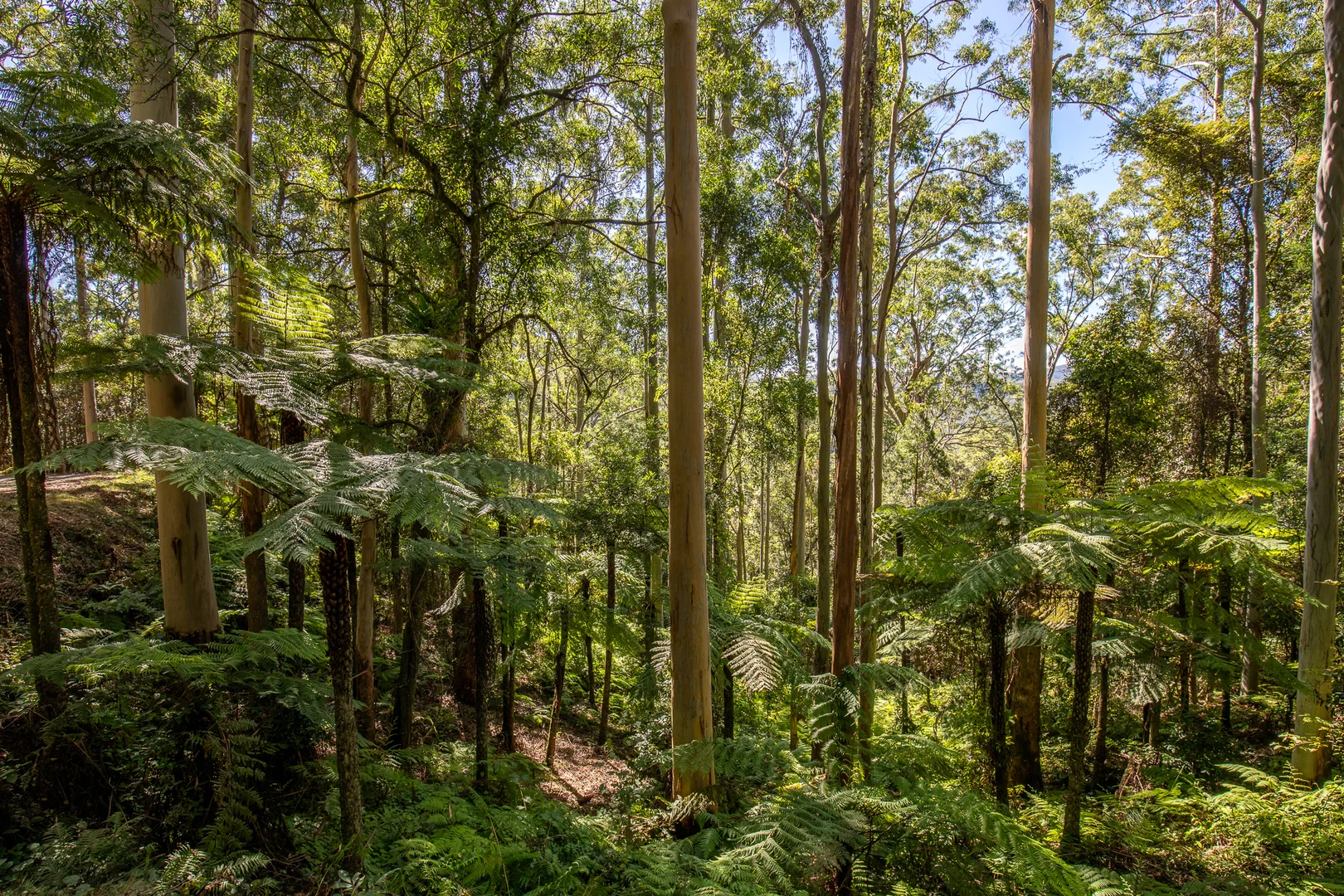 Additional image 18 of 149 Johnsens Road, Dorrigo NSW 2453