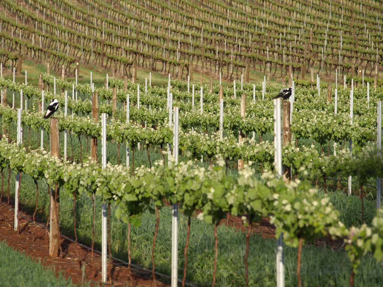 Additional image 7 of Lot 20 Spring Farm Road, Spring Farm SA 5453