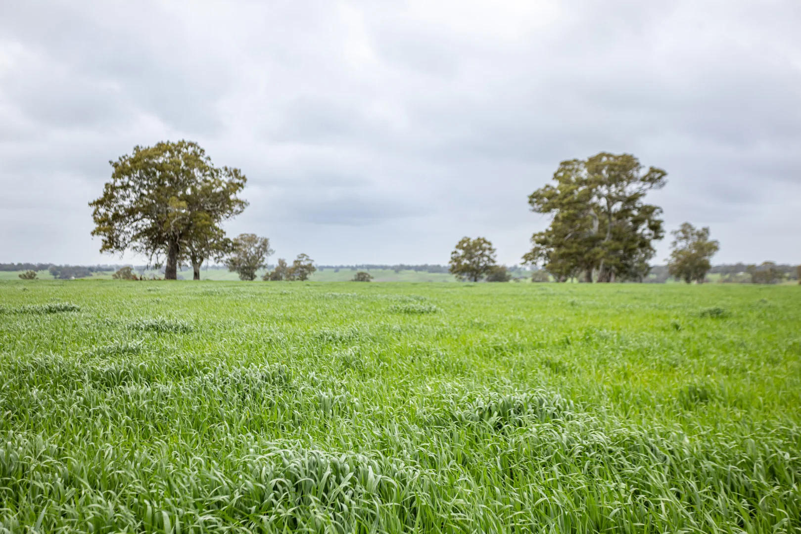 Additional image 13 of 3155 Casterton-Edenhope Road, Chetwynd VIC 3312