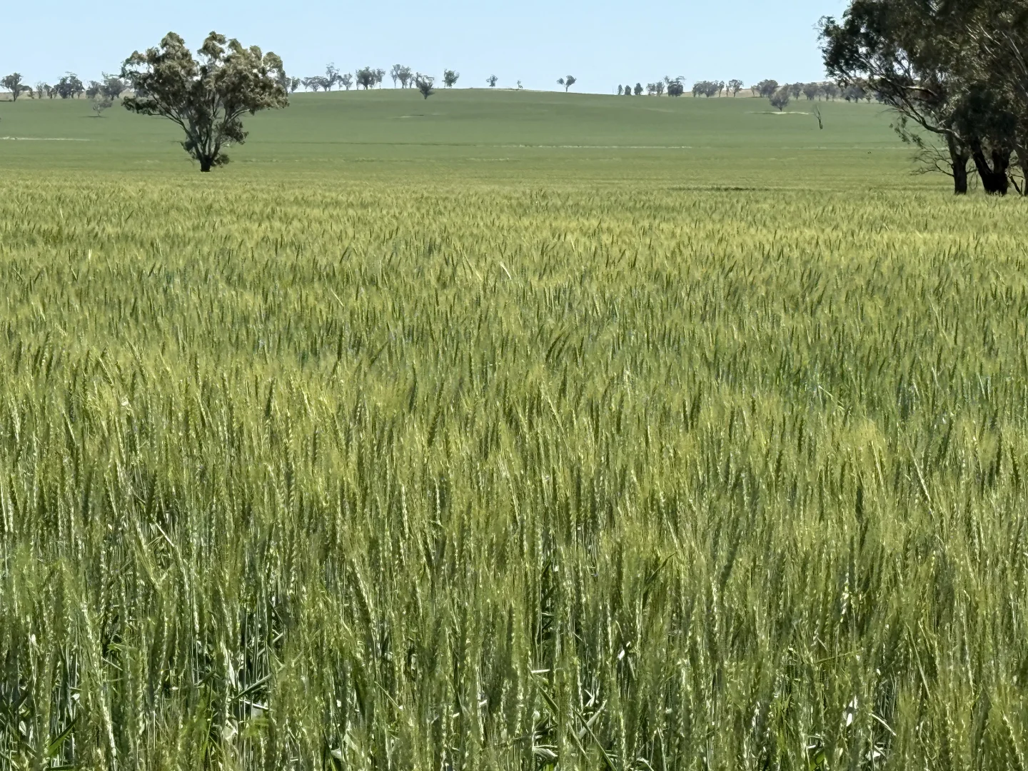 Additional image 8 of 861 Kadina Road, Parkes NSW 2870