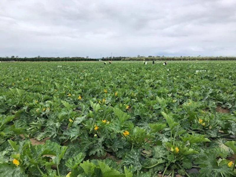 Additional image 4 of 190 Riverview Road, Calavos QLD 4670