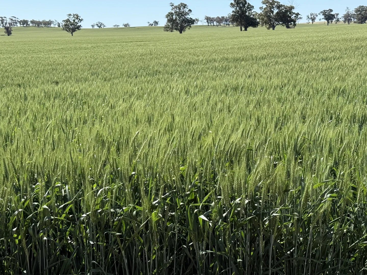 Additional image 22 of 861 Kadina Road, Parkes NSW 2870