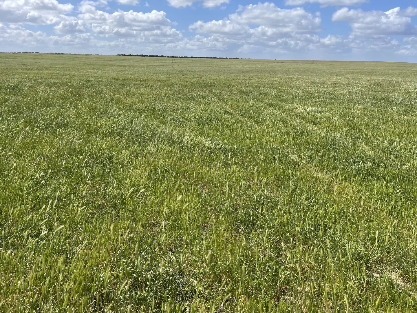 Additional image 10 of Lot 18 Tod Highway, Warramboo SA 5650