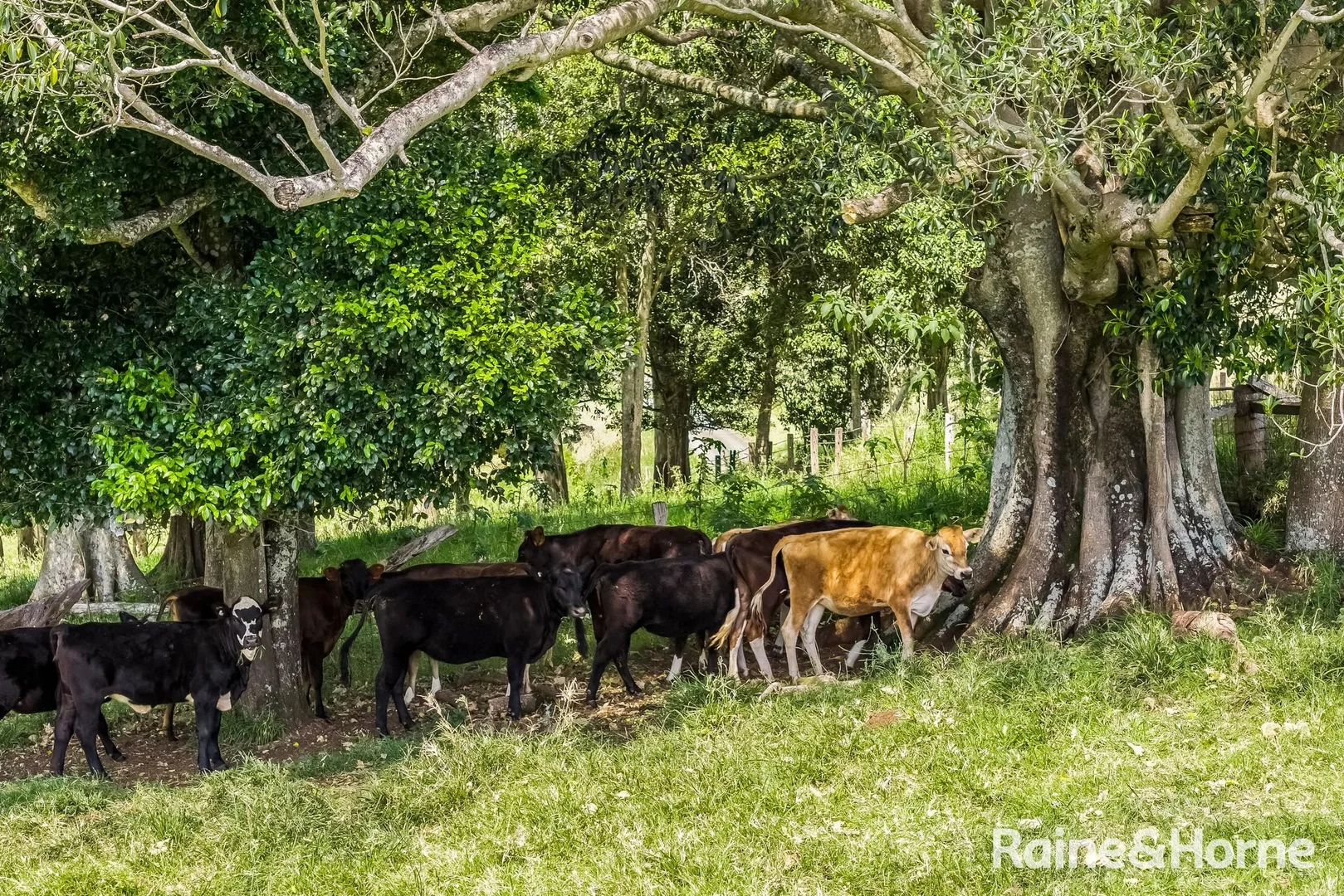 Additional image 8 of 425 Spring Grove Road, Spring Grove NSW 2470