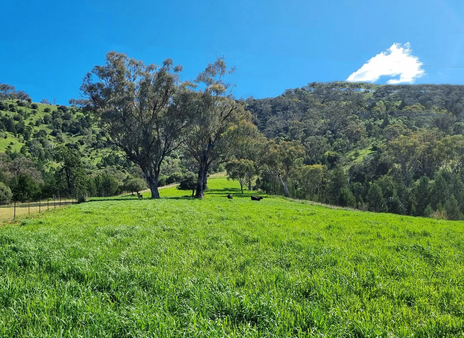 Additional image 25 of 51 Leehy Court, Tamworth NSW 2340