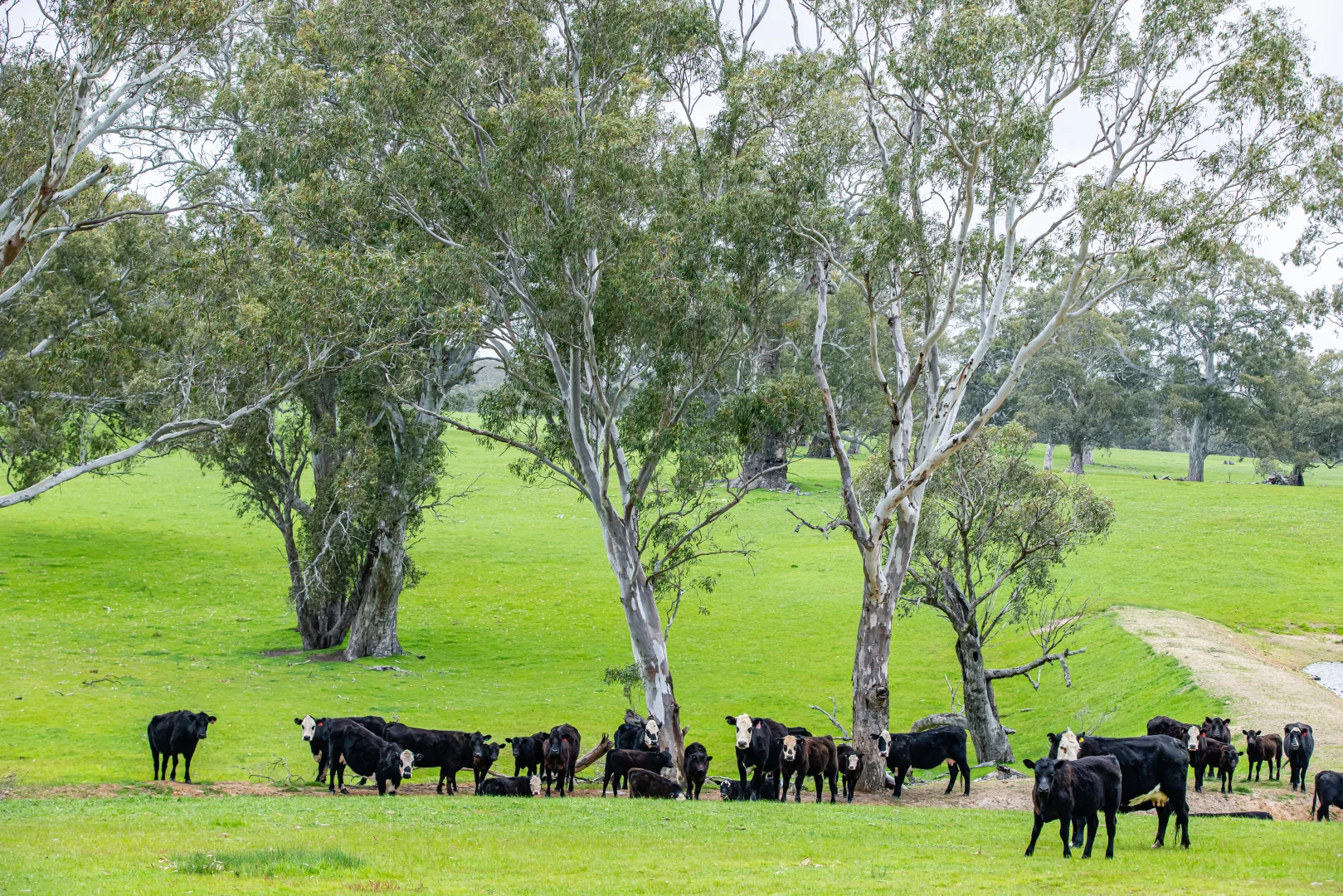 Additional image 19 of 3155 Casterton-Edenhope Road, Chetwynd VIC 3312