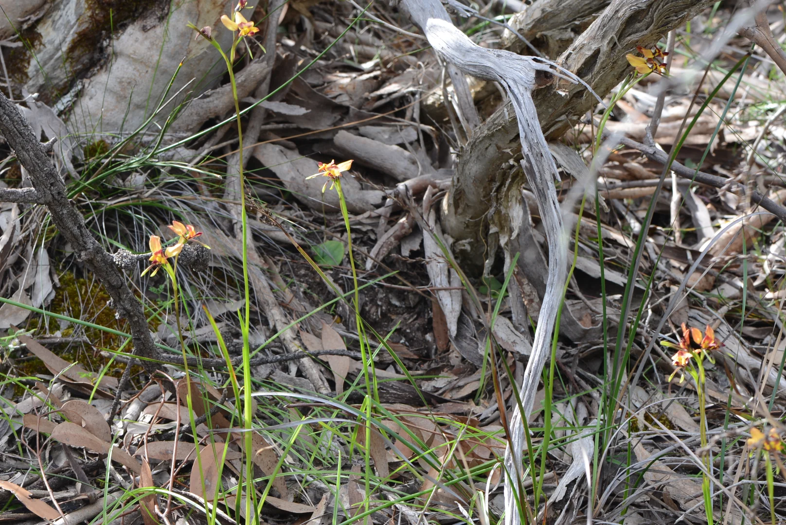 Additional image 26 of 839 Signal Flat Road, Finniss SA 5255