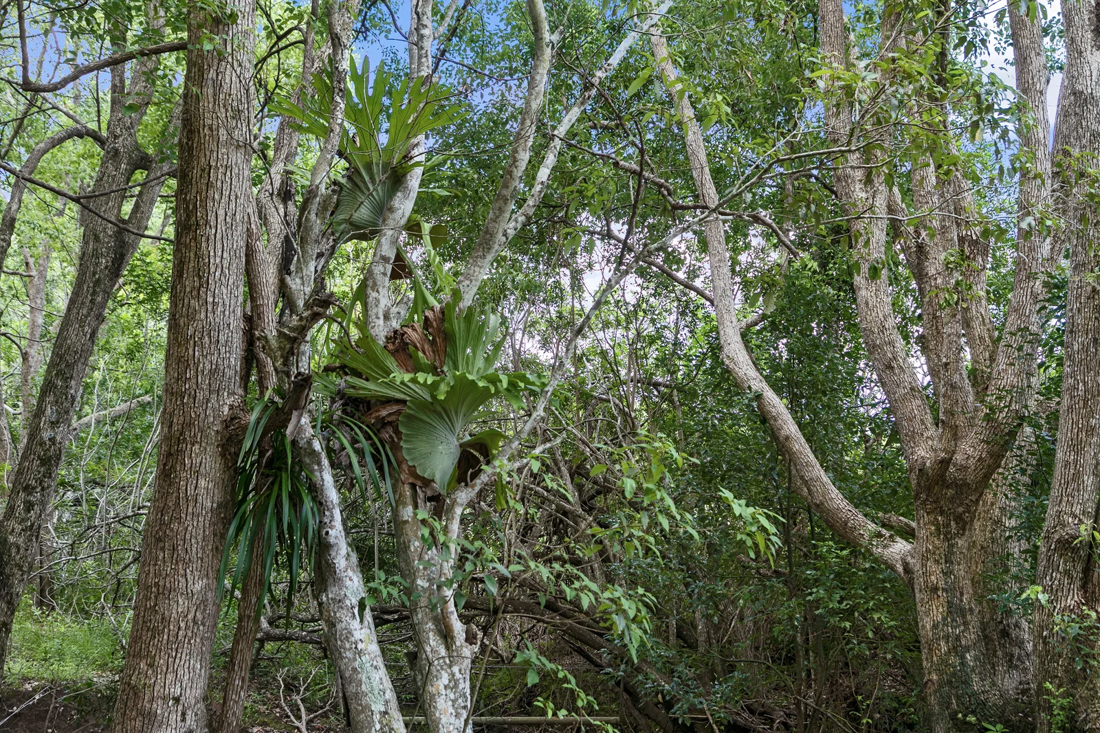 Additional image 29 of 53 Yvonne Street, Highworth QLD 4560