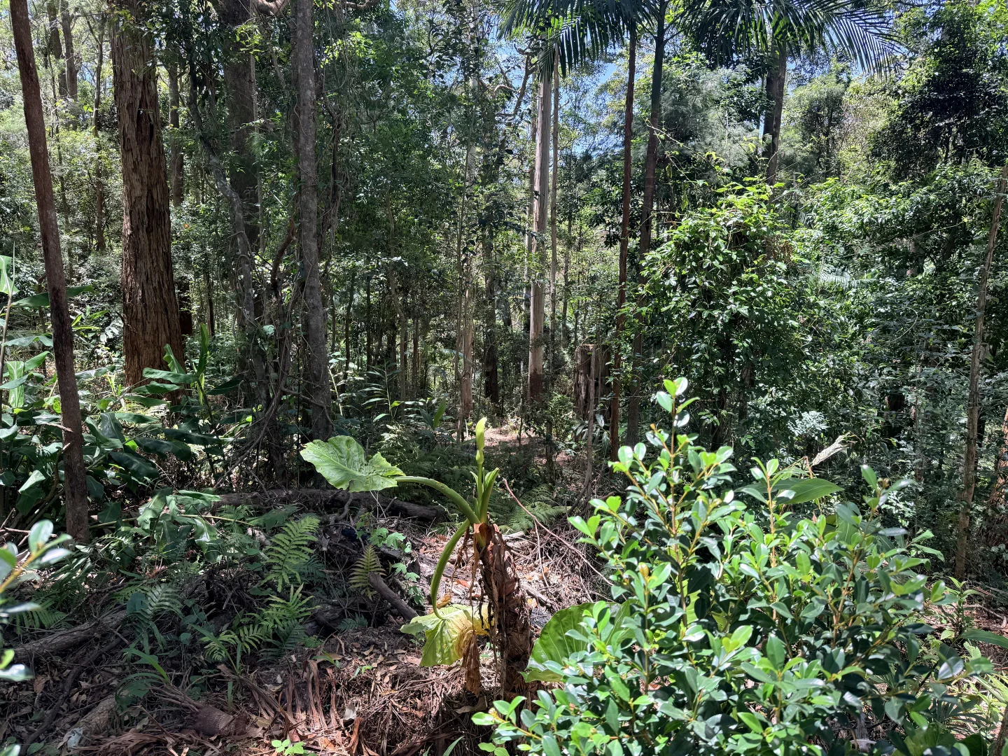 Additional image 13 of 127 Wongawallan Road, Tamborine Mountain QLD 4272