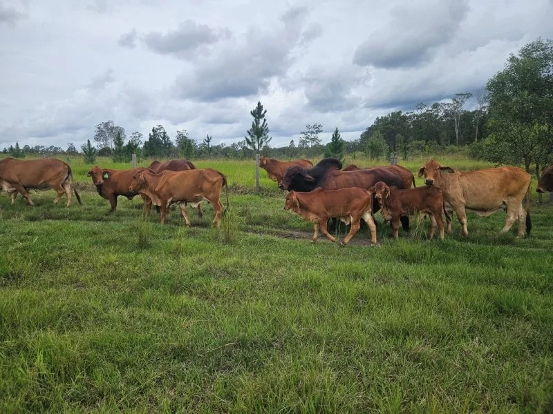 Additional image 6 of 0 Davis Road, Bauple Forest QLD 4650