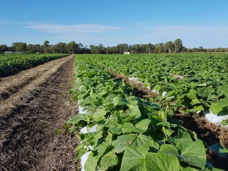 Additional image 14 of 190 Riverview Road, Calavos QLD 4670