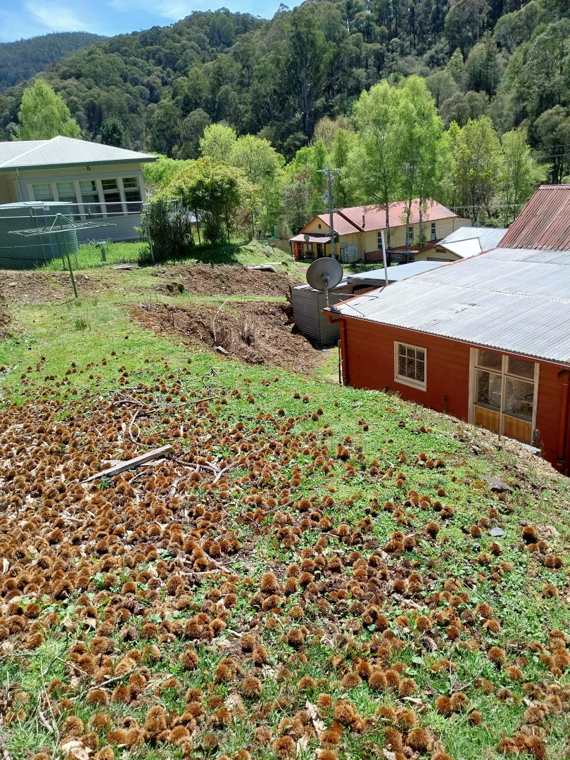 Additional image 21 of 30 Scott Street, Woods Point VIC 3723