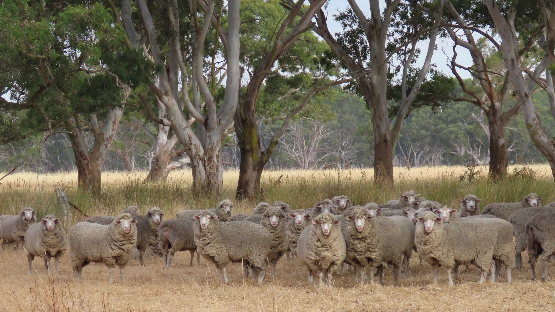 Additional image 17 of 110 Coote Rd, Moerlong SA 5278