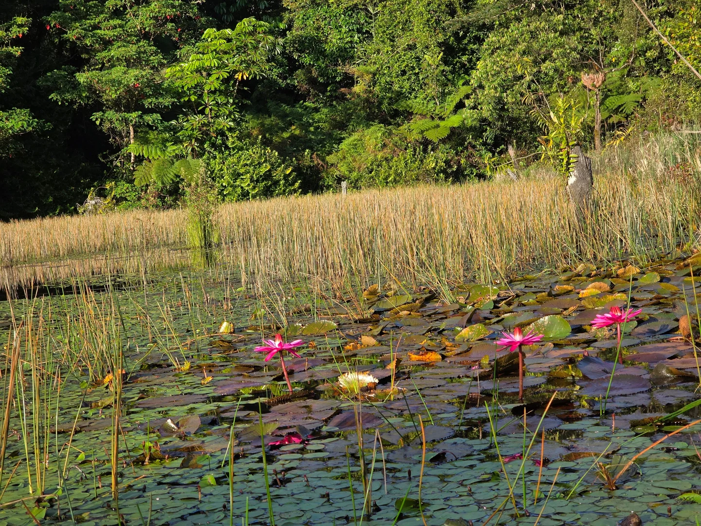 Additional image 25 of 94 Ellinjaa Road, Ellinjaa QLD 4886