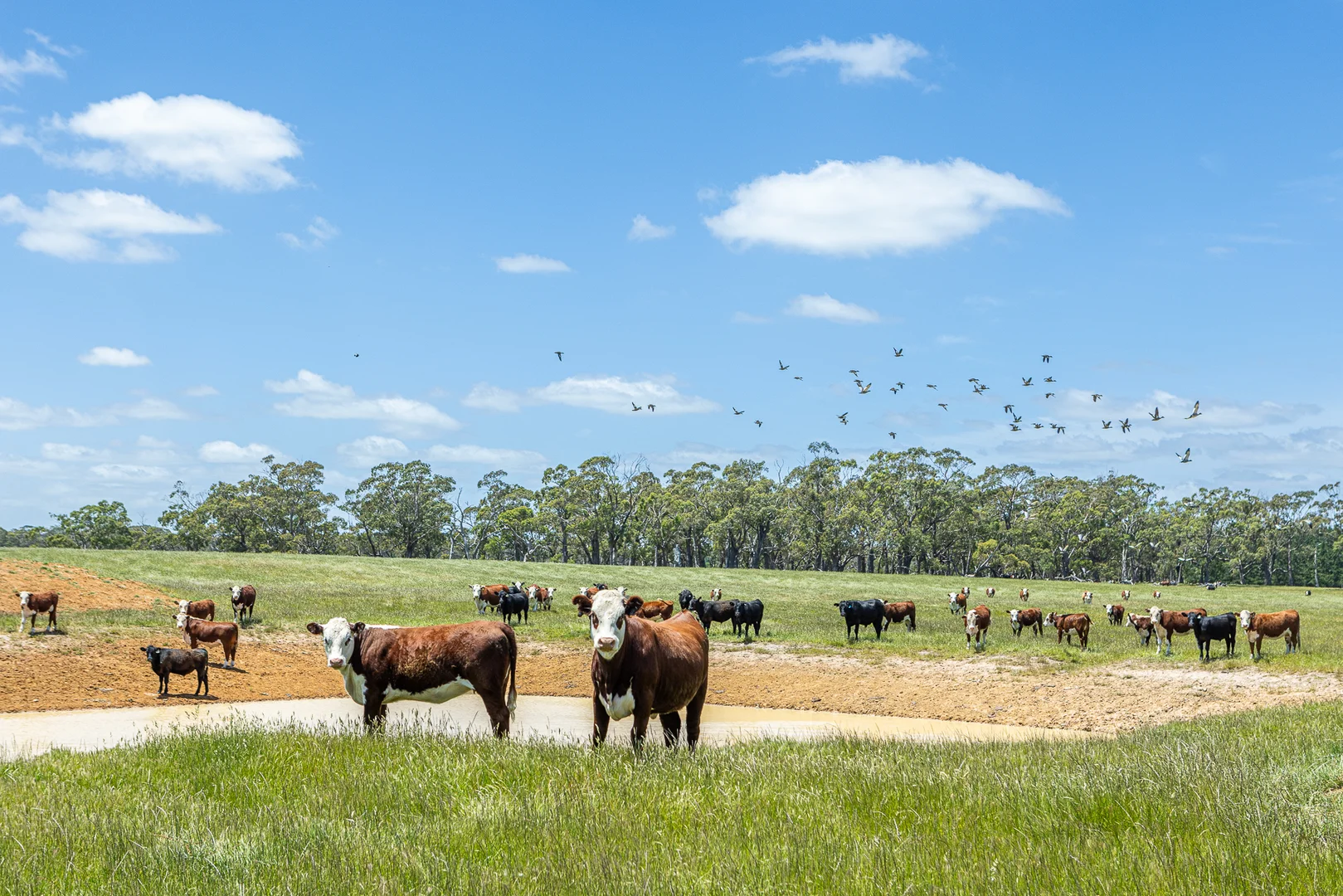 Additional image 7 of 1090 Six Chain Road, Killara VIC 3312