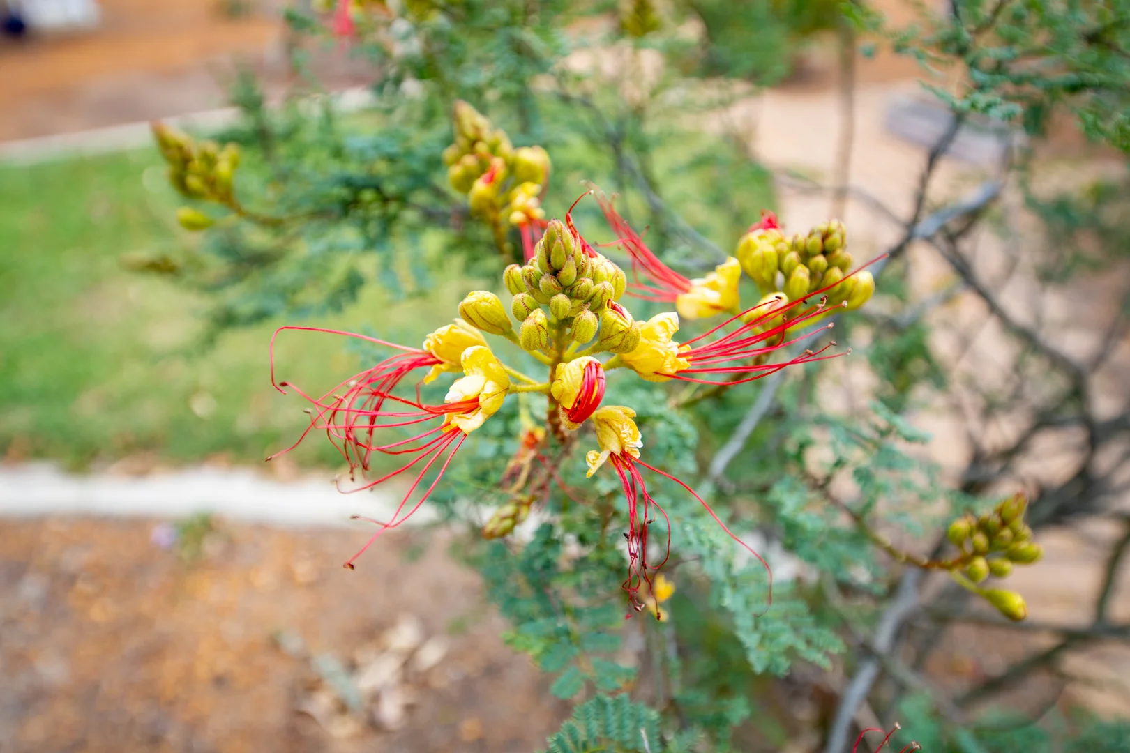 Additional image 14 of 30-34 Bartram Street, Beverley WA 6304