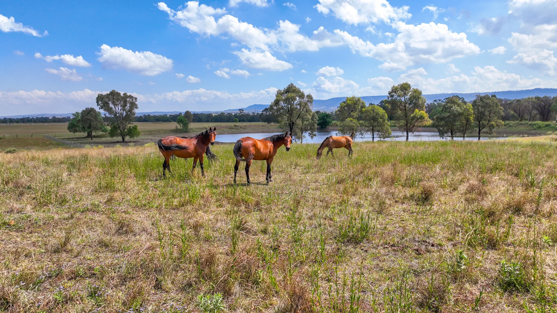 Additional image 30 of 2022 New England Highway, Scone NSW 2337