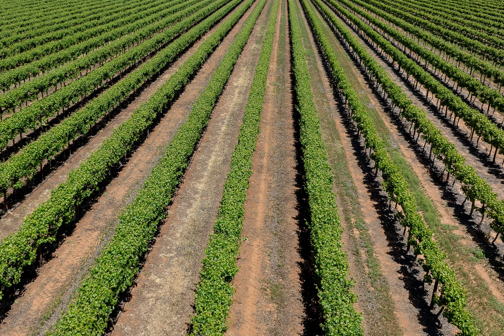 Additional image 4 of Allotment 30 & 31 Coates Road, Barmera SA 5345