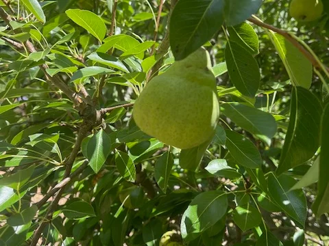 Additional image 25 of 40 Koala Crescent, Coonabarabran NSW 2357