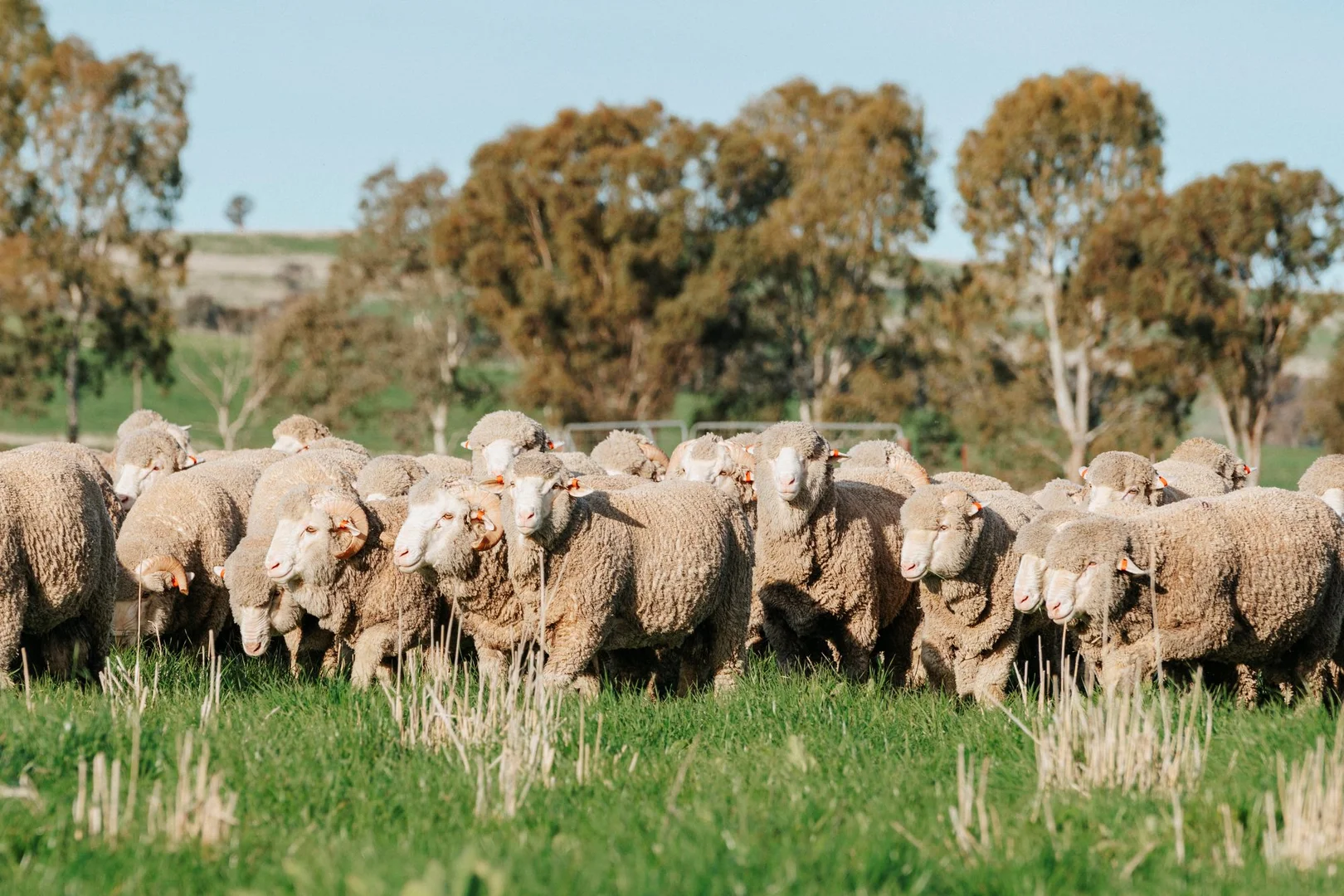 Additional image 12 of 1679 Stockinbingal Road, Cootamundra NSW 2590