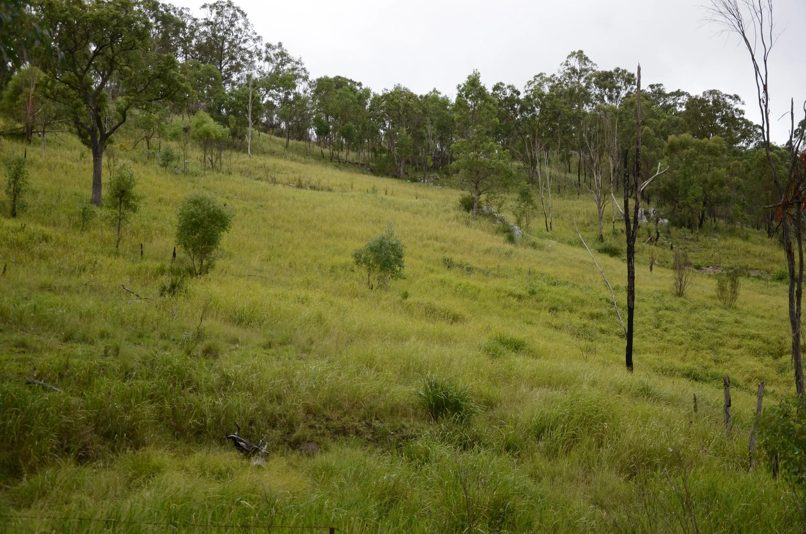 Additional image 8 of 7877AB Mount Lindesay Road, Legume NSW 2476