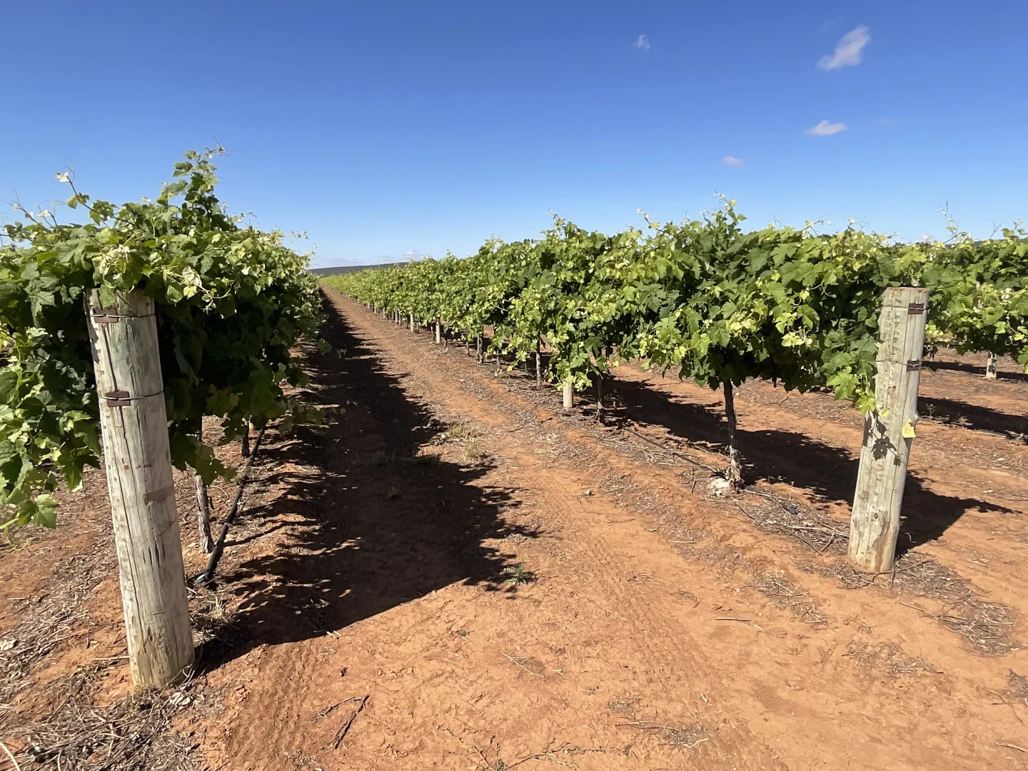Additional image 8 of 1576 Rankins Springs Road, Myall Park NSW 2681