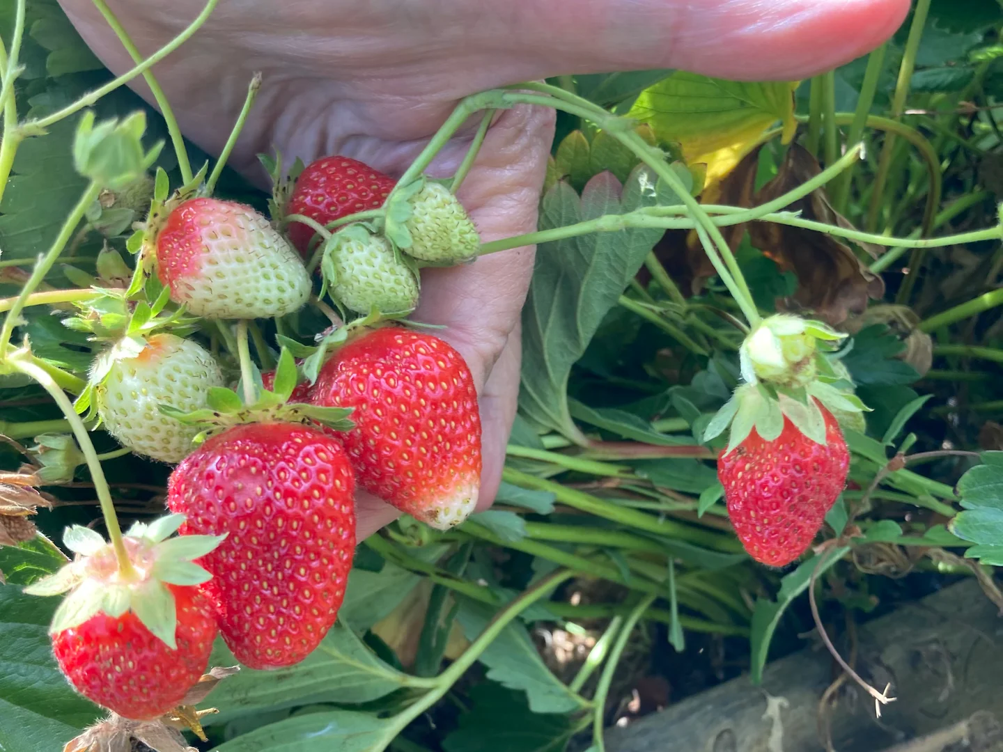 Additional image 28 of 211 Upper Scotchtown Road, Scotchtown TAS 7330