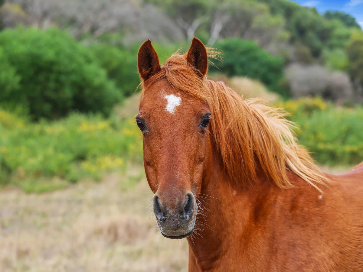 Additional image 22 of 650 Cape Nelson Road, Portland West VIC 3305