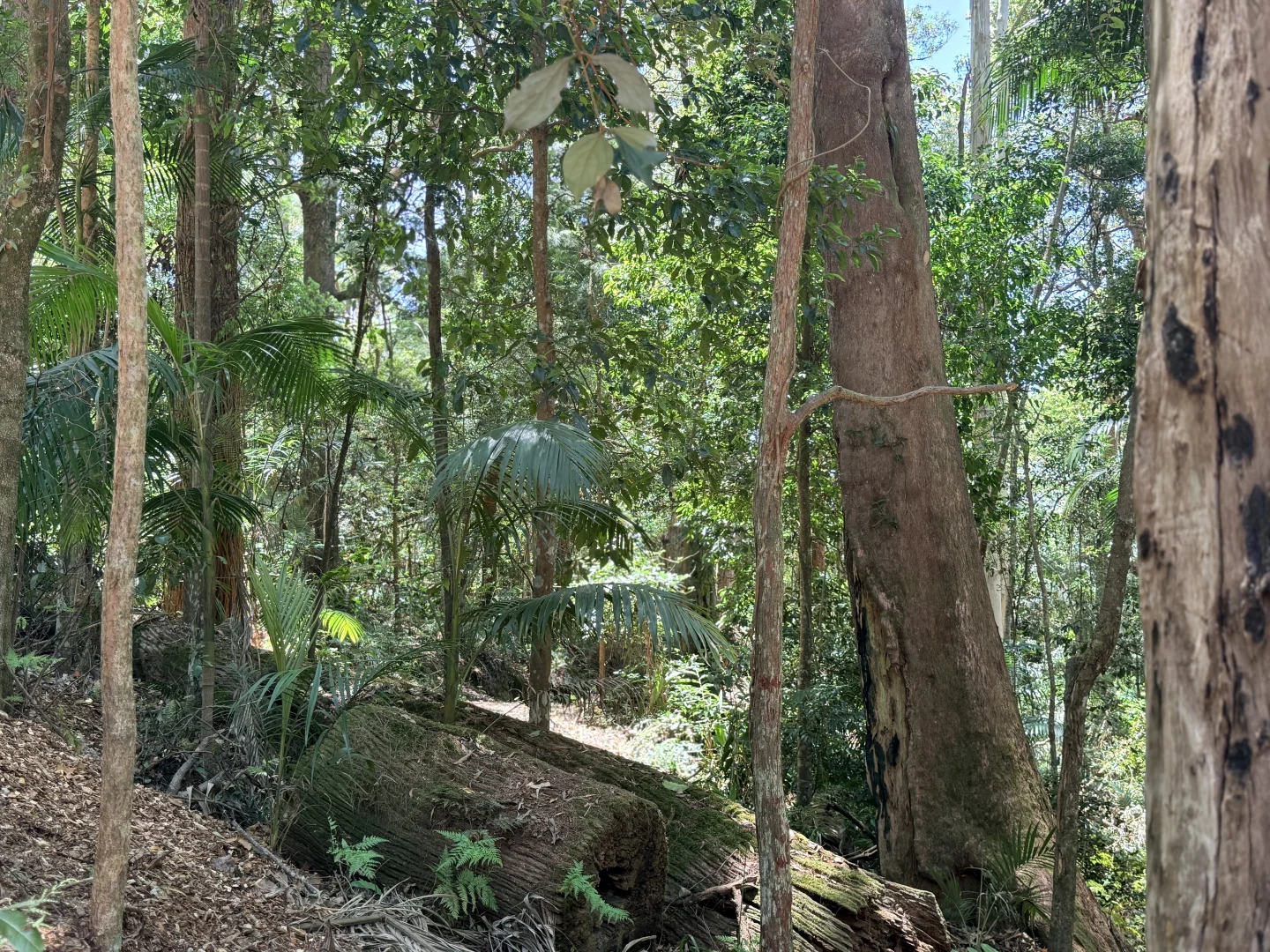 Additional image 4 of 127 Wongawallan Road, Tamborine Mountain QLD 4272