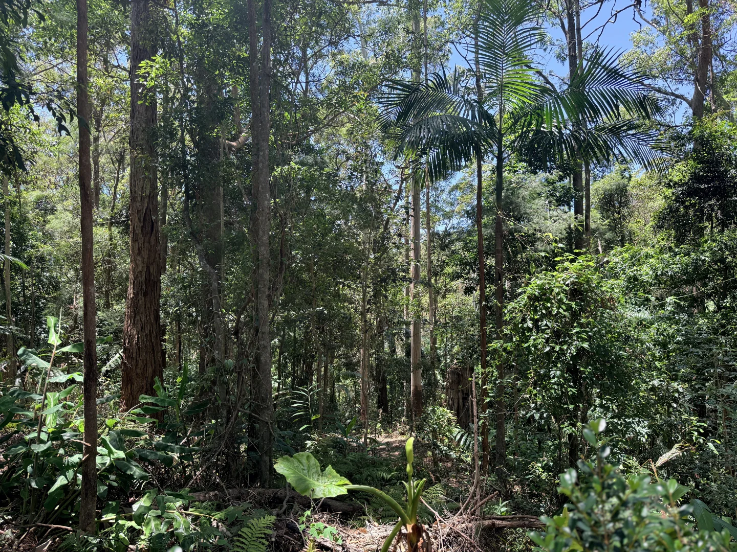 Additional image 10 of 127 Wongawallan Road, Tamborine Mountain QLD 4272