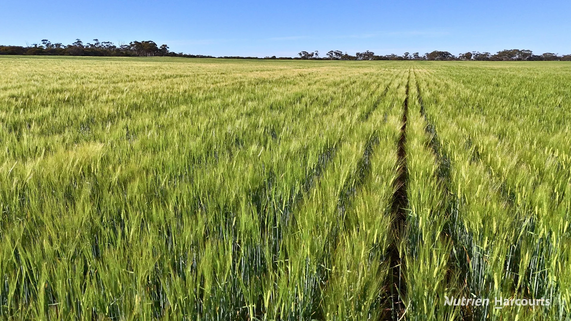 Additional image 6 of 1650 Dulyalbin Road, South Bodallin WA 6424