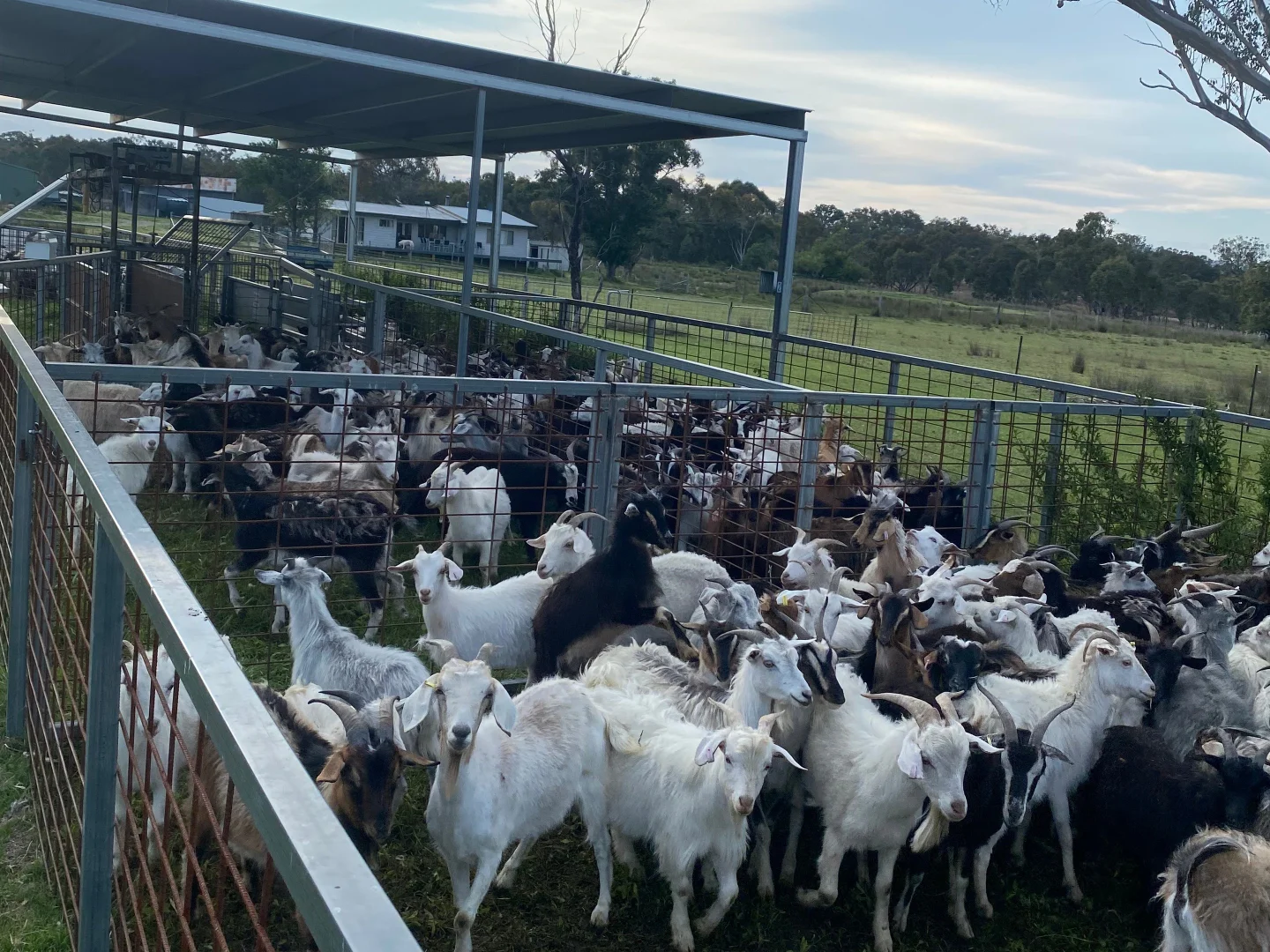 Additional image 13 of 107 Long Gully Road, Inverell NSW 2360