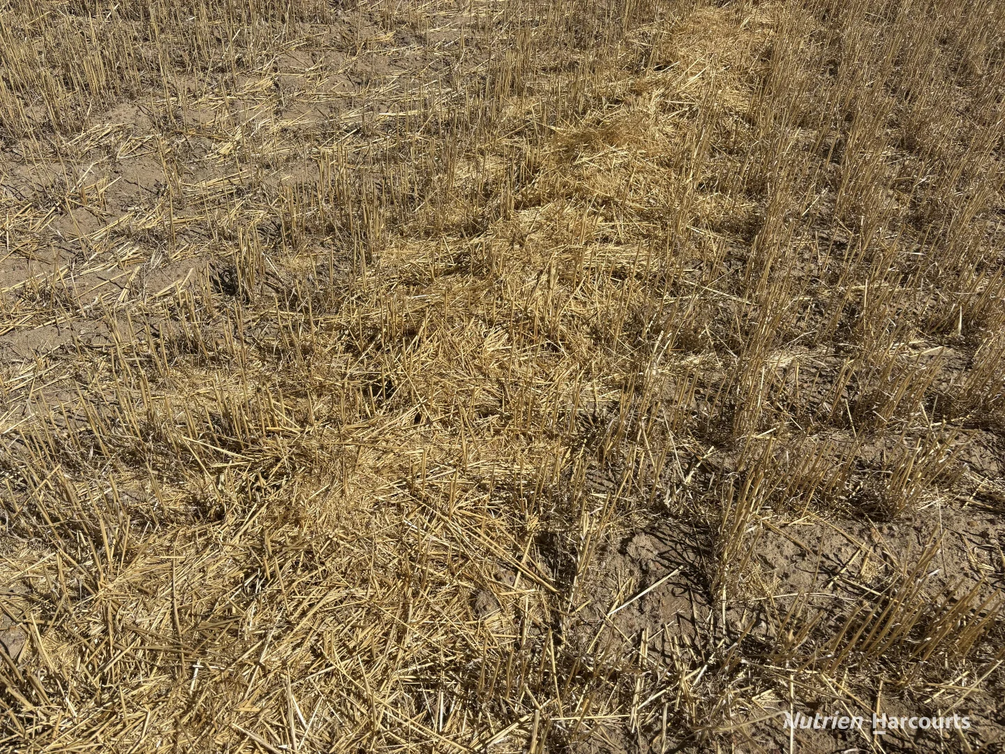 Additional image 8 of . 'Scotts', Yelbeni WA 6487