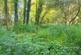 Additional image 18 of Mere Brow Wood (almost 13 acres), Mere Brow, Preston, Lancashire PR4