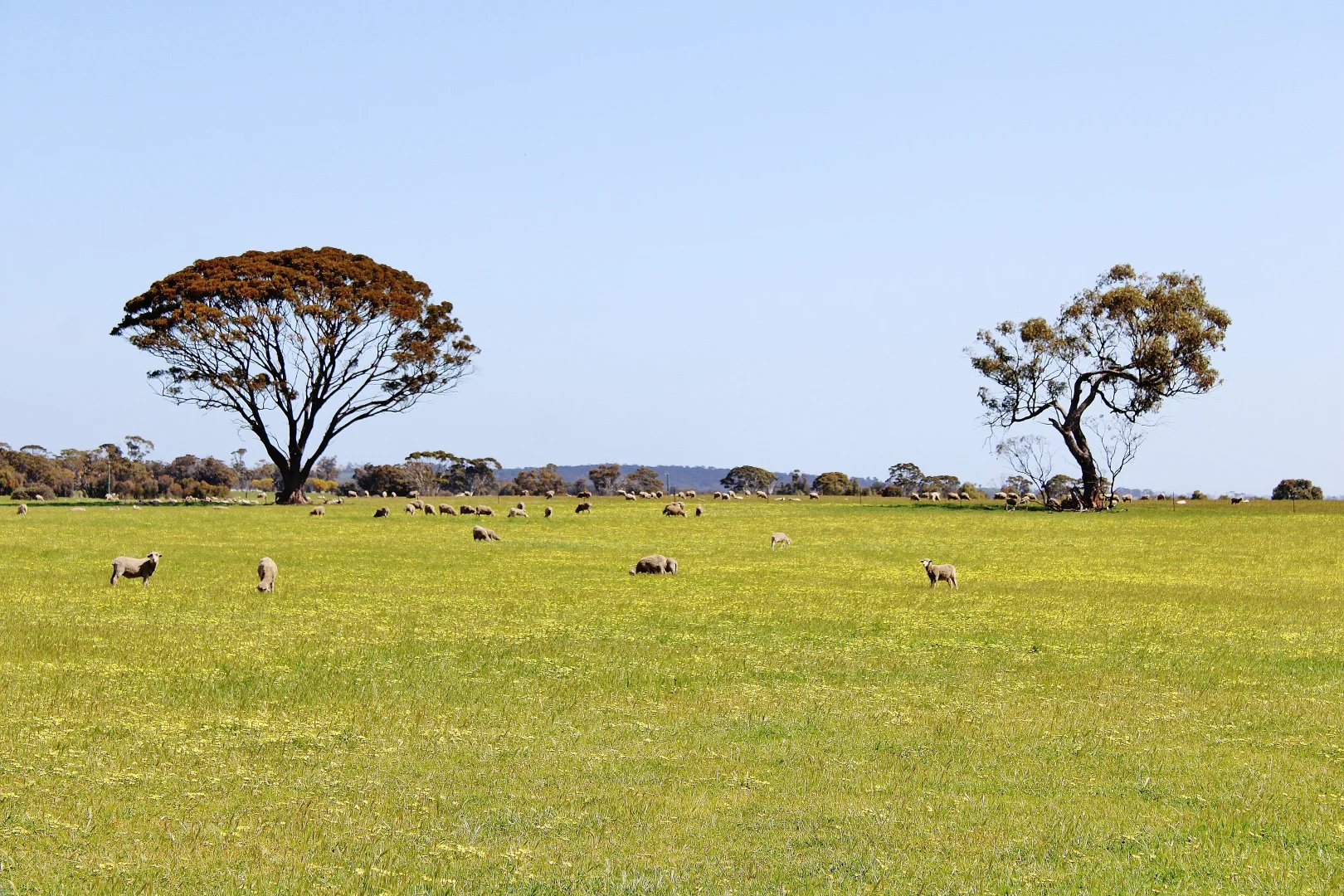 Additional image 27 of 256 WAGIN-DUMBLEYUNG ROAD, Wagin WA 6315